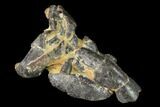 Fossil Mud Lobster (Thalassina) - Australia #141036-3